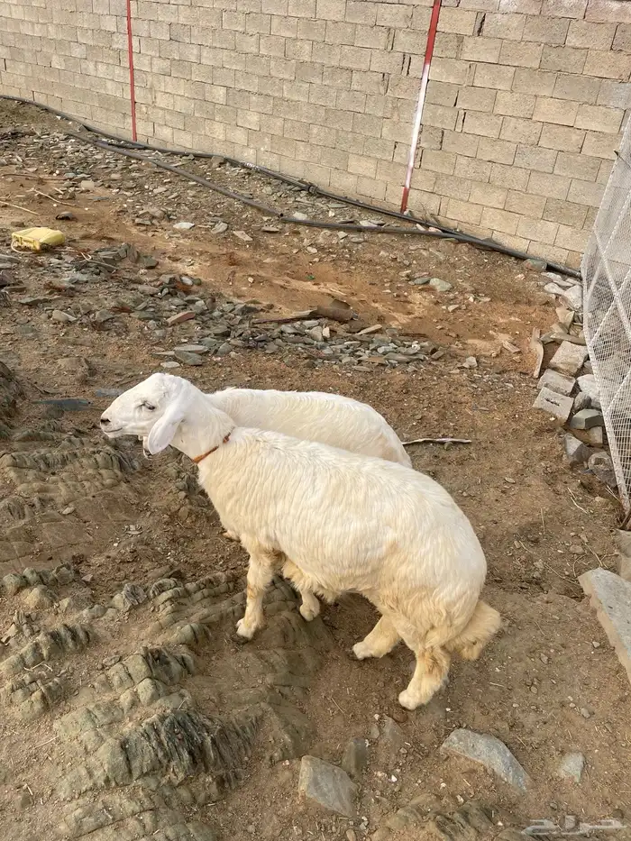 العرضيه الجنوبيه 0