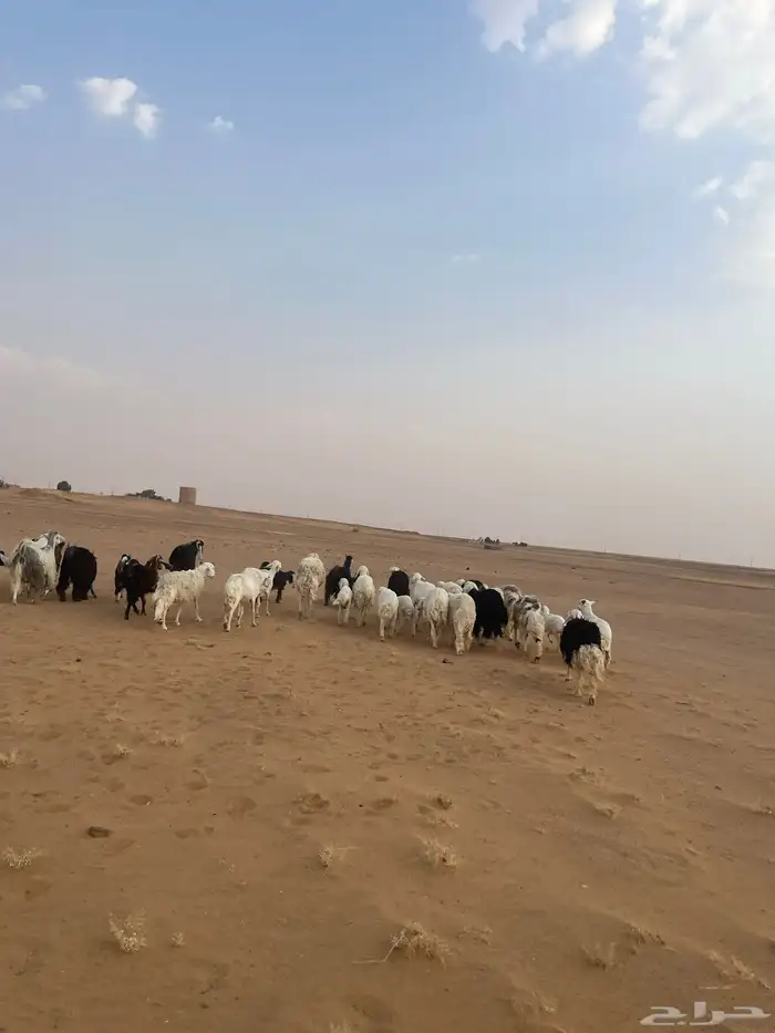 شياة ومعزا 1