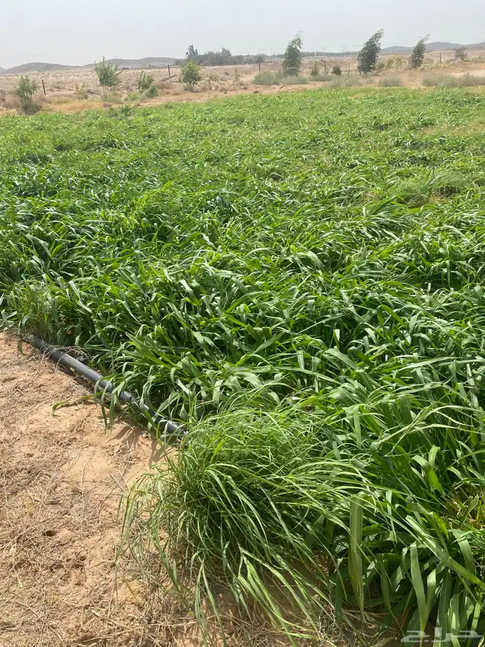 للبيع شتلات بلوكام 3