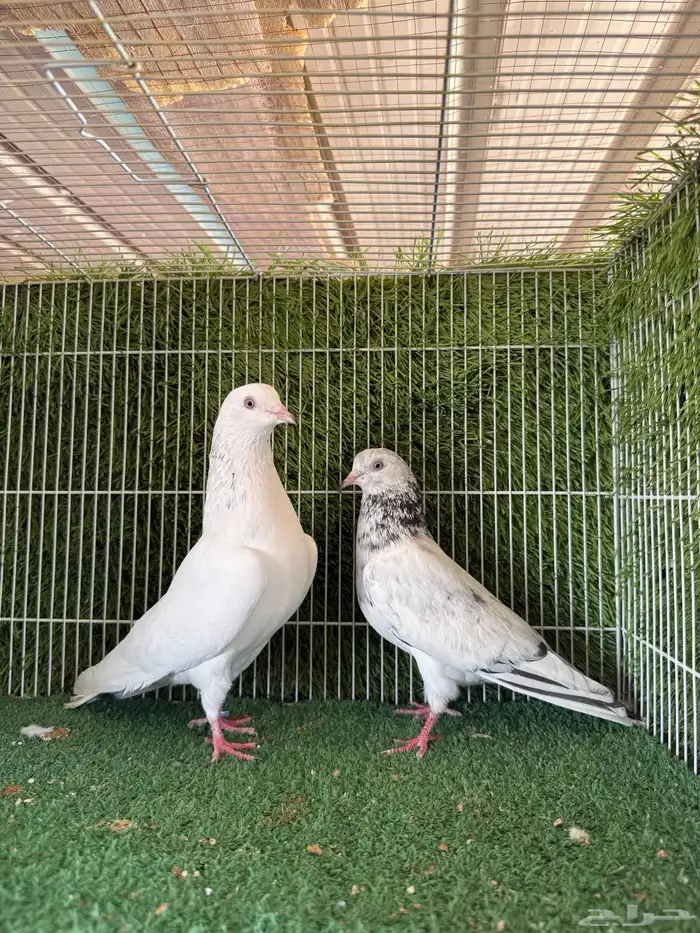 جميع النسول الحمام الباكستاني 22