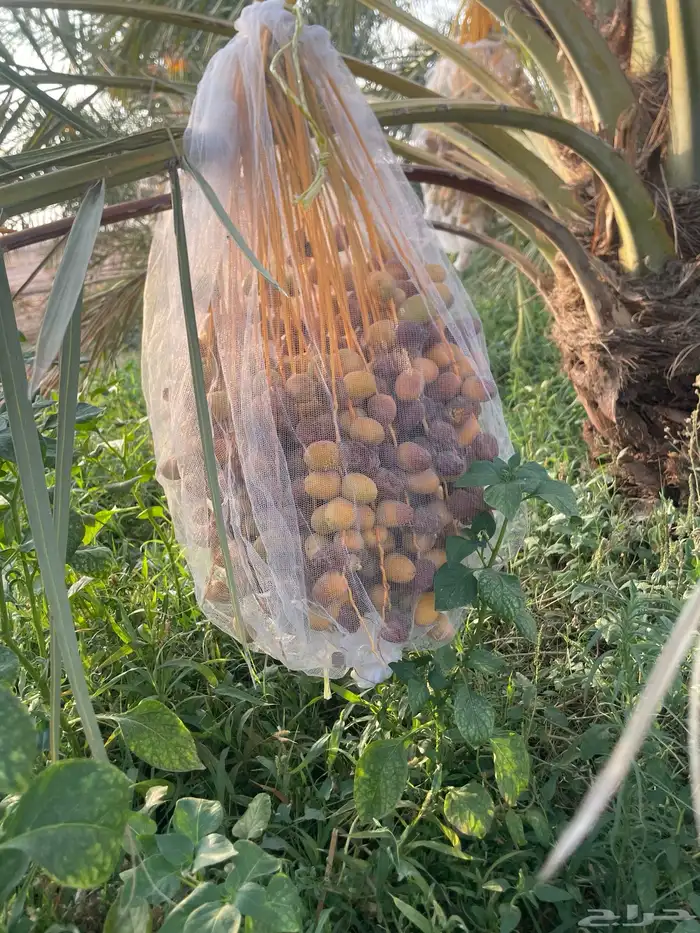 إخلاص فاخر بأمهاته عدد النخل 300 نخله 0