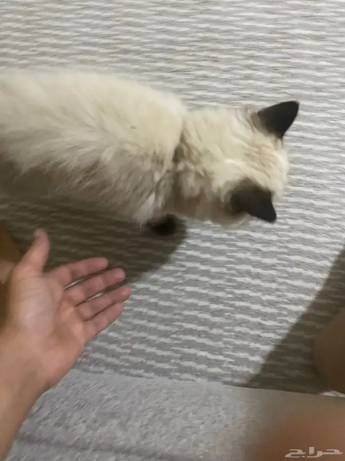 بسه 1