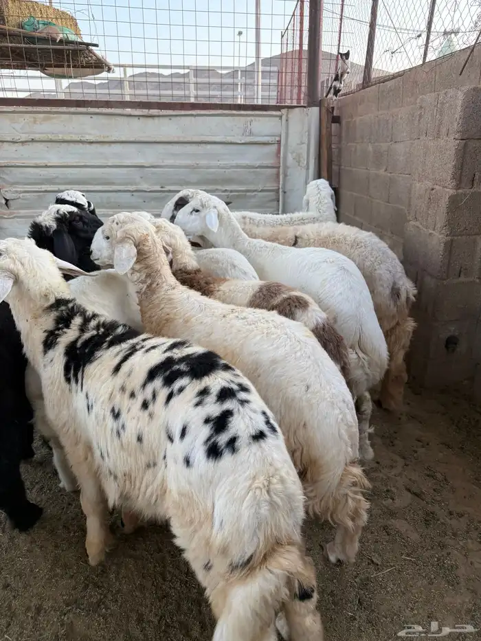 طليان وتيوس ذبايح نظيفه ع الشرط ( سلخ وتوصيل ) 3