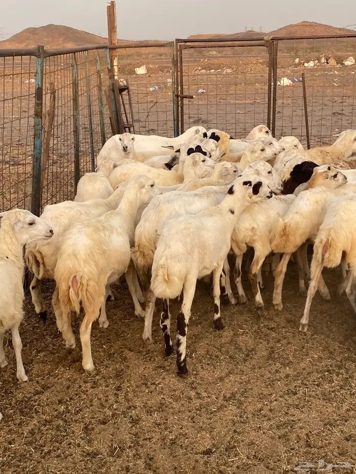 35 رخال جذعات رفيدي السعر 670 2