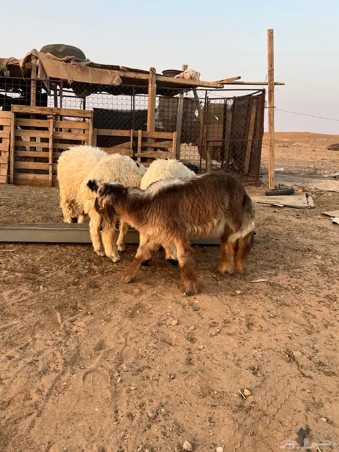 خرفان واحد نعيمي 6 شهور 3 مشروكات 3