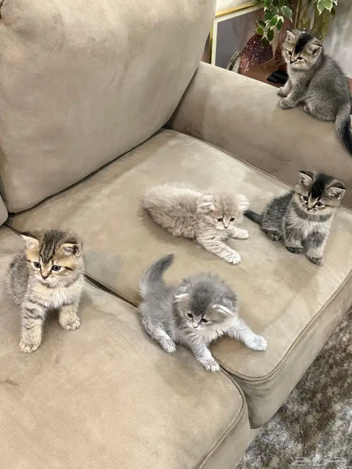 قطط سكوتش 3