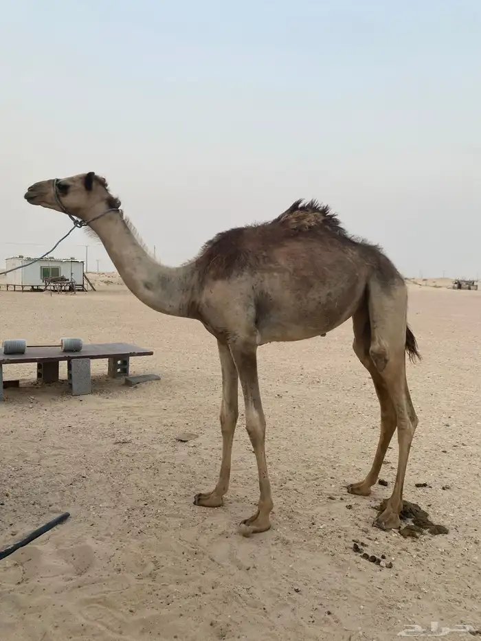 للبيع بكره تحقق 0