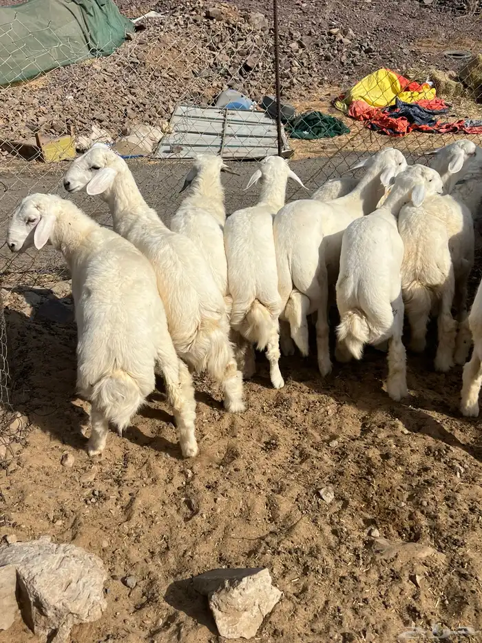 طليان حريه فواخر 5