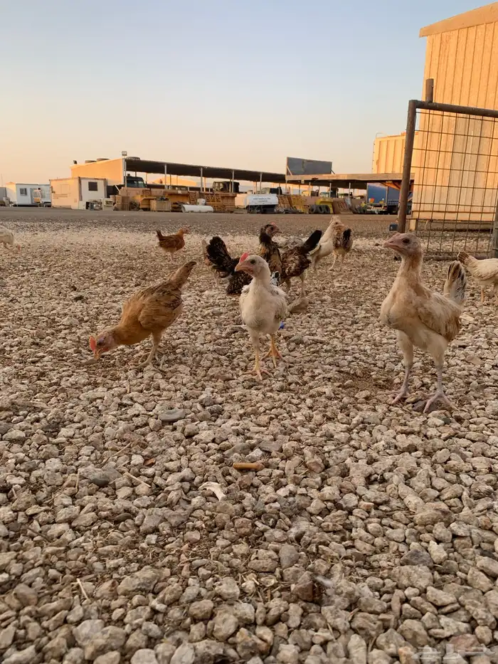 للبيع صوص بلدي فواتح 8