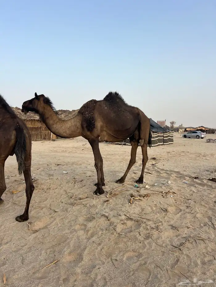 ابل 2