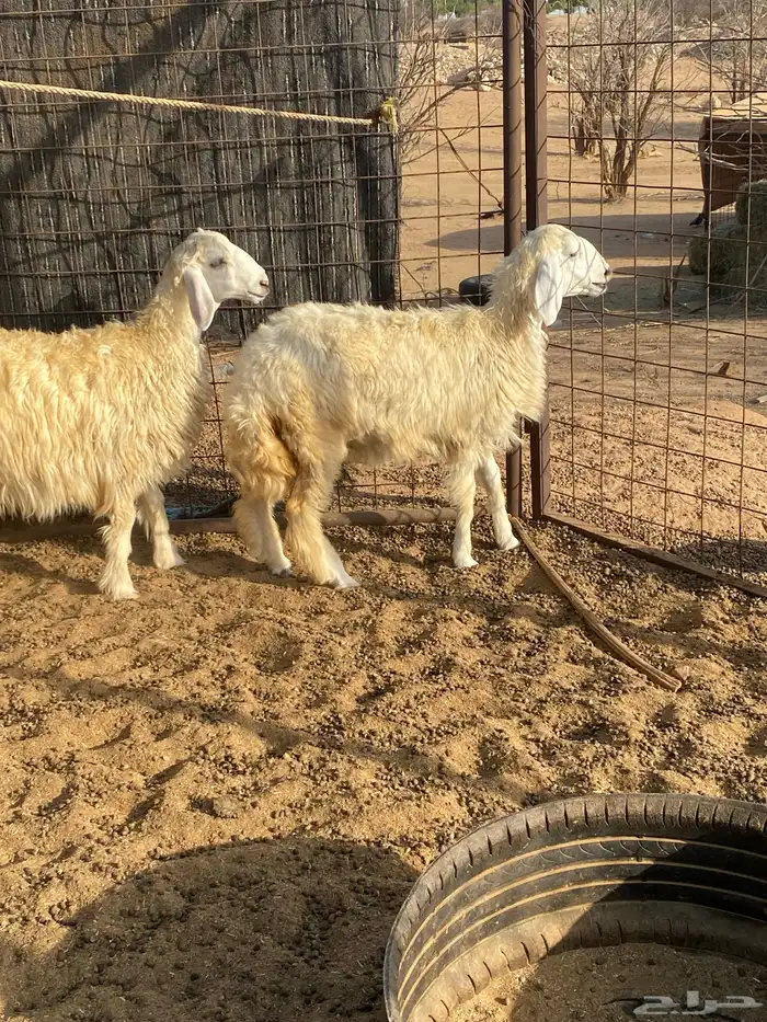 رخال حريه مضاريع 2