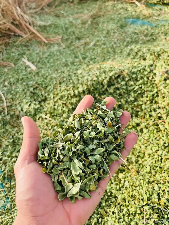 سدر وحنا ينبع النخل عضوي بدون إضافات 12