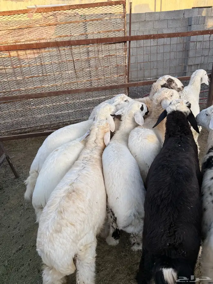 تيوس وطليان ذبائح نظيفه بريه ع الشرط ( سلخ وتوصيل ) 1