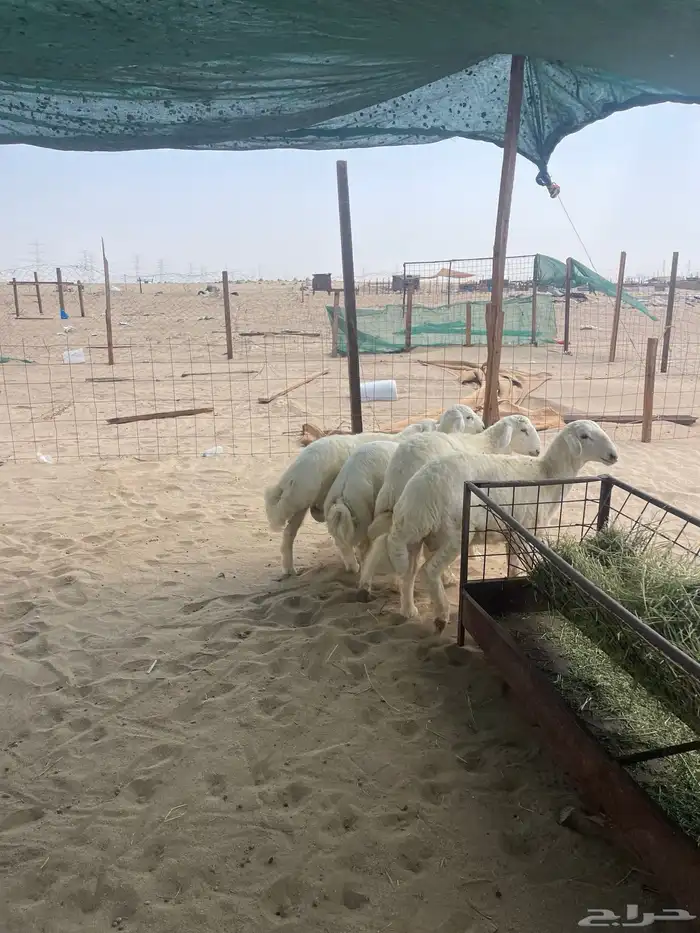 طليان حري نظيفه من المراح يتوفر ذبح وتوصيل 1