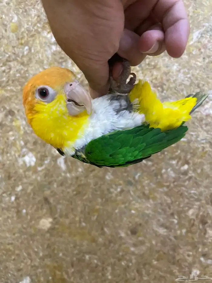 كايك وايت بيلي 2
