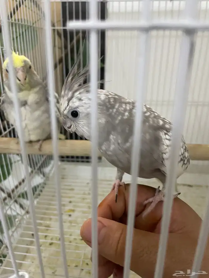 انثى كروان 0