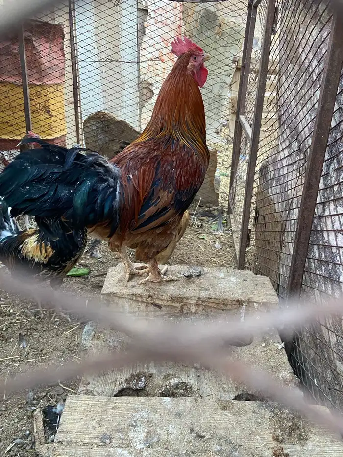 دجاج للبيع 1