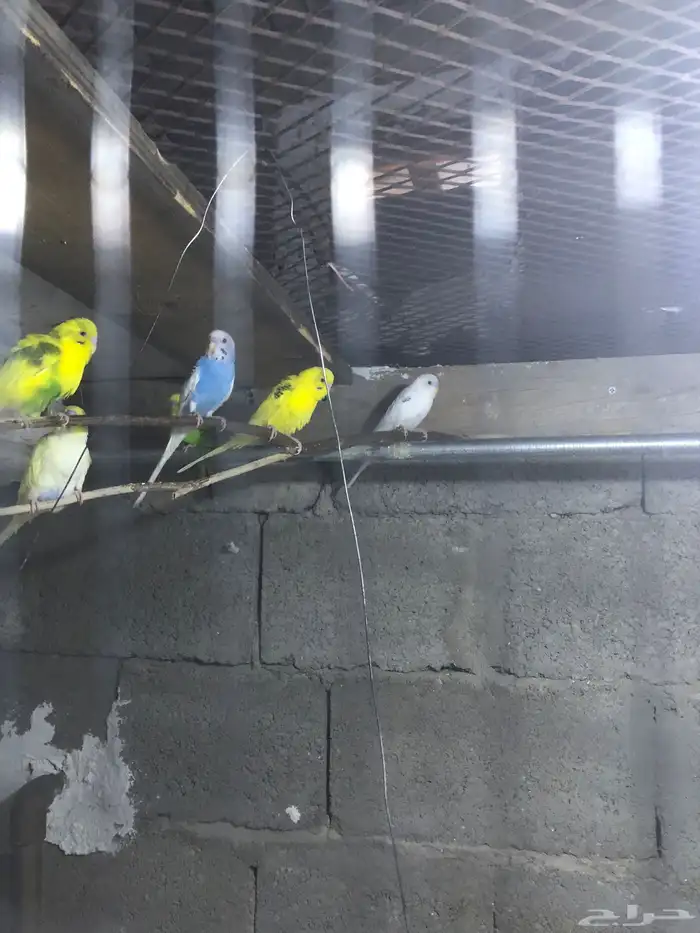 بادعي العدد7مع كيس اكل مع قفص601 سوم 0