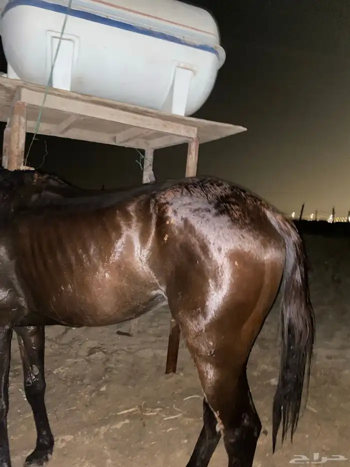 حصان انجلزي 5