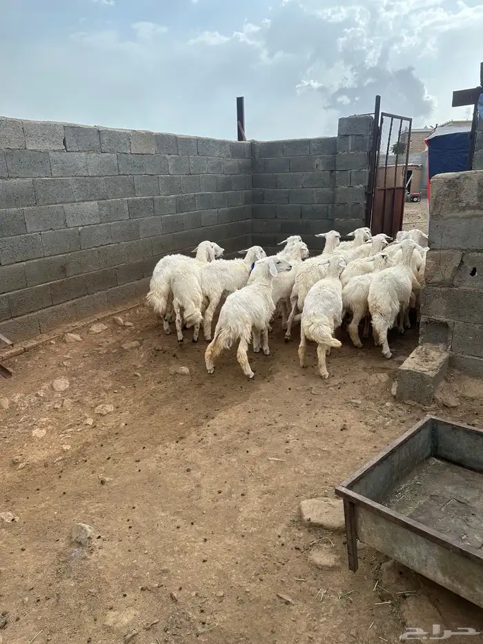 رخال للبيع 0