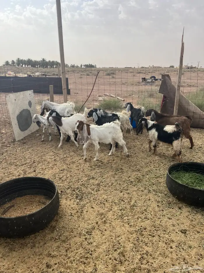 تيوس جفار 7