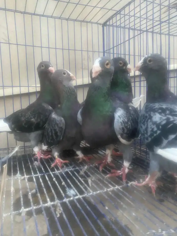 لبيع خمسة اجواز سوريه 3 اجوز منتجه وجوزين مجهولين 2