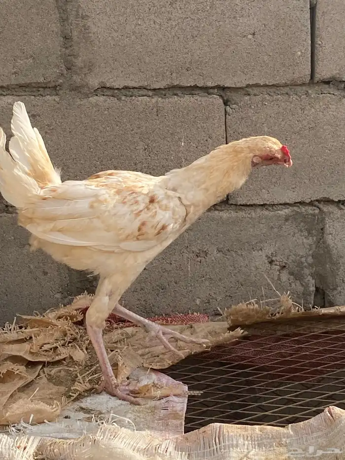 ديك باكستاني كفو صغير عمره 6شهور 1