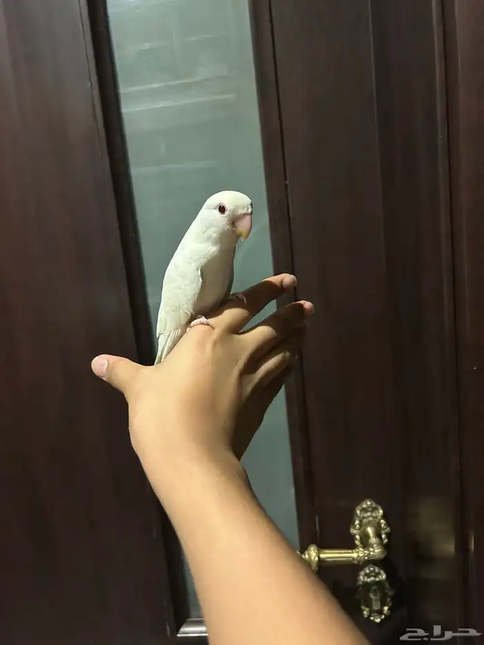 البيع روز البينو 2