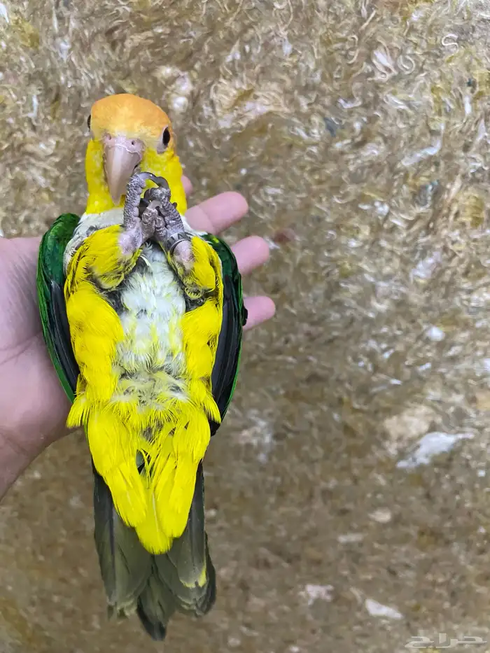 كايك وايت بيلي 3