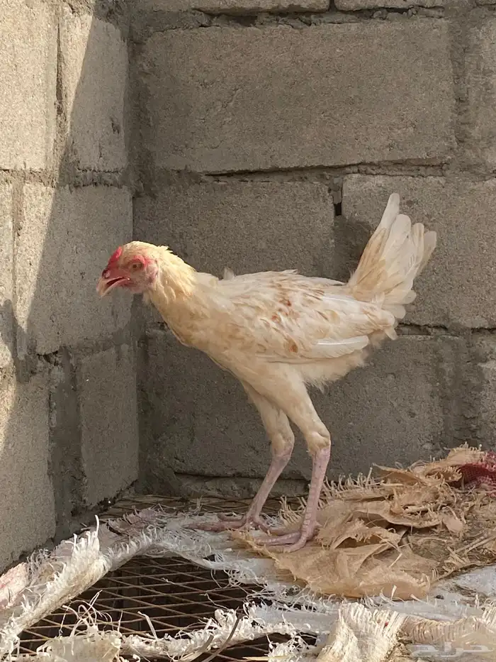 ديك باكستاني كفو صغير عمره 6شهور 4