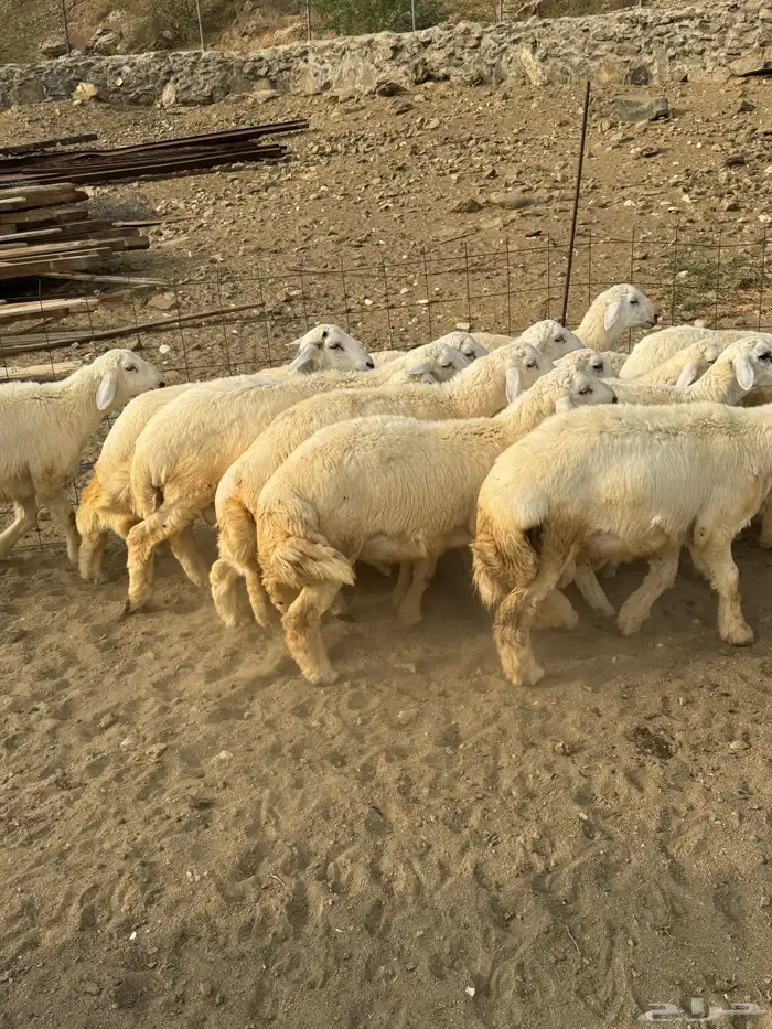 خرفان او طليان حريات 20 2
