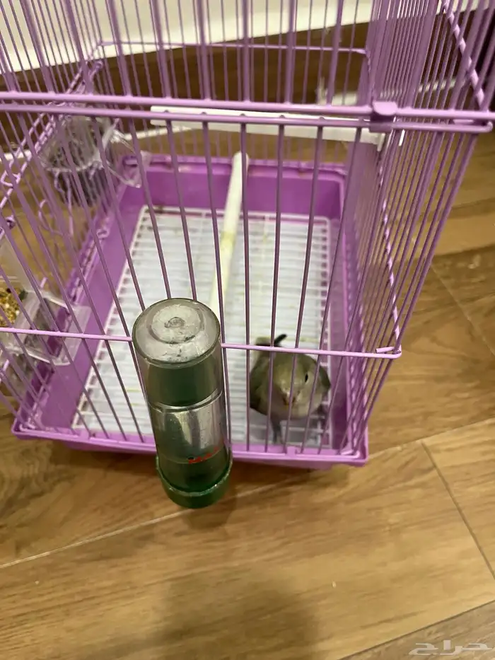 للبيع طير روز اللون موضح بالصوره العمر 3 شهور مع القفص 6