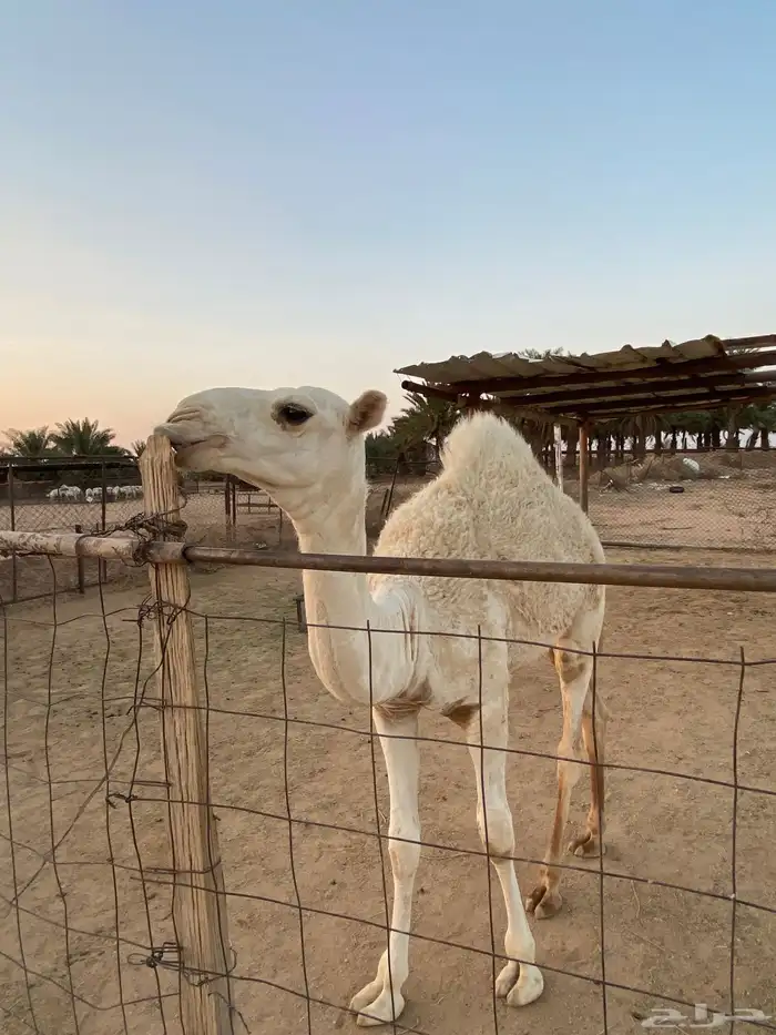 ناقه خلفه منيحه 3