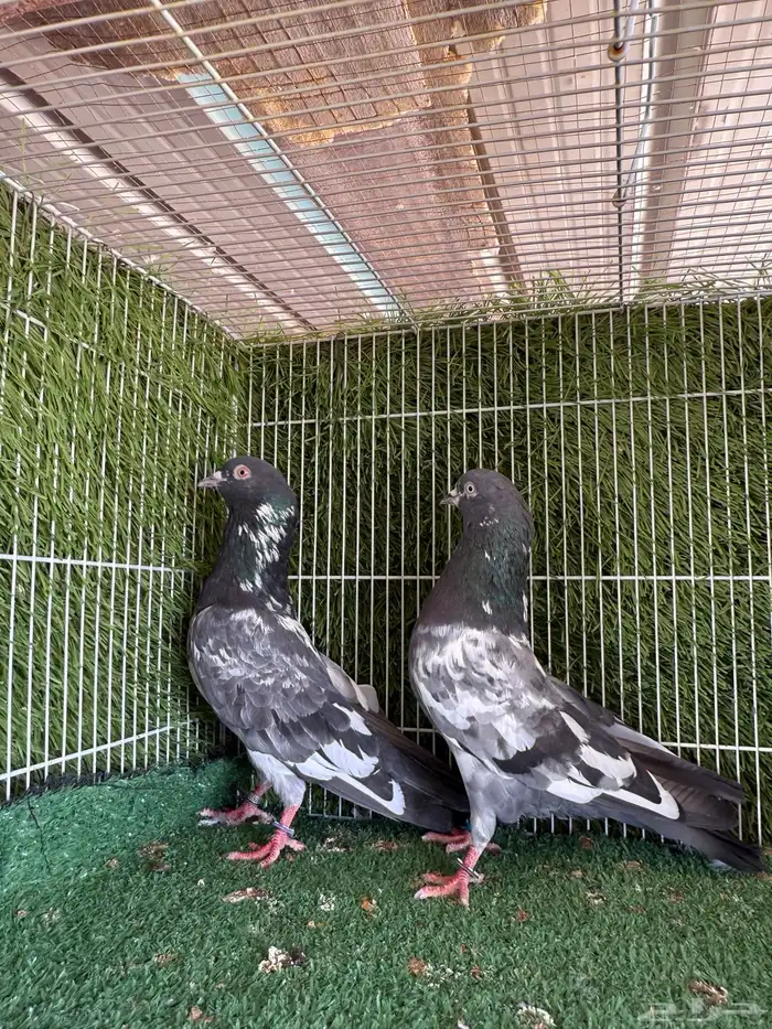 جميع النسول الحمام الباكستاني 12