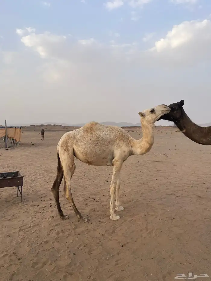 بكره لبيع 1