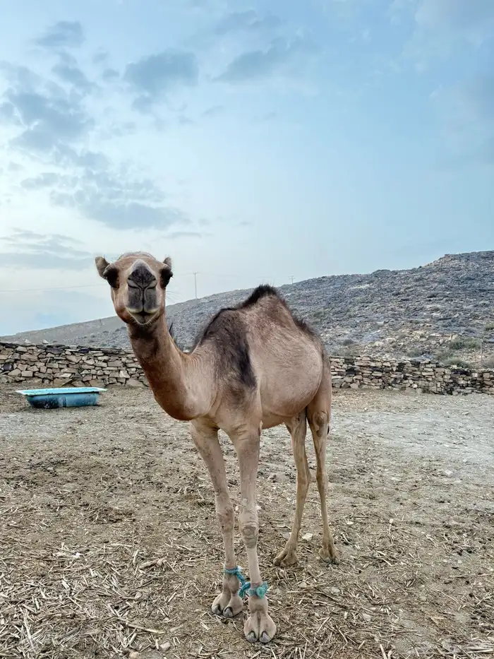 للبيع بكره لقيه 3