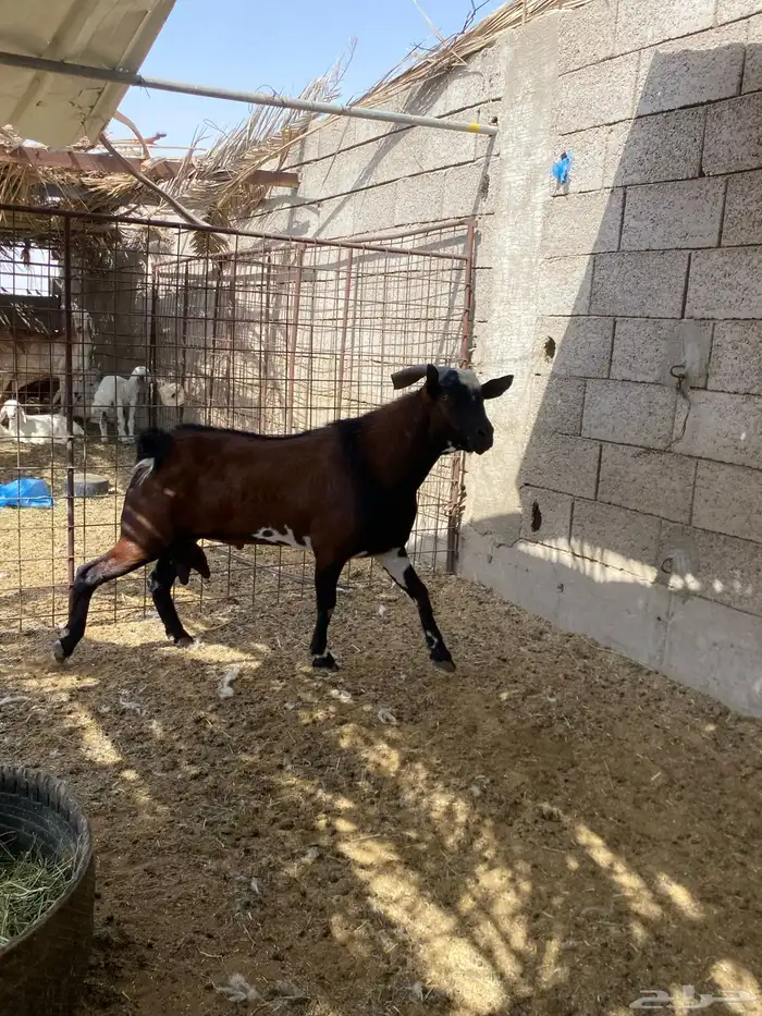 تيس جنوبي مشروط 1