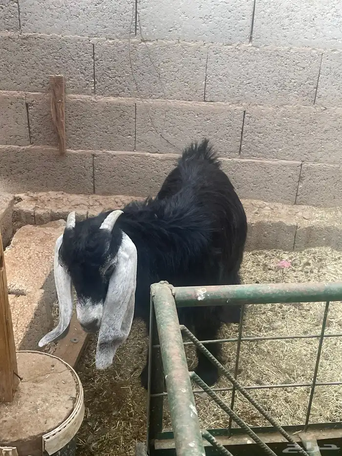 جفار للبيع 1