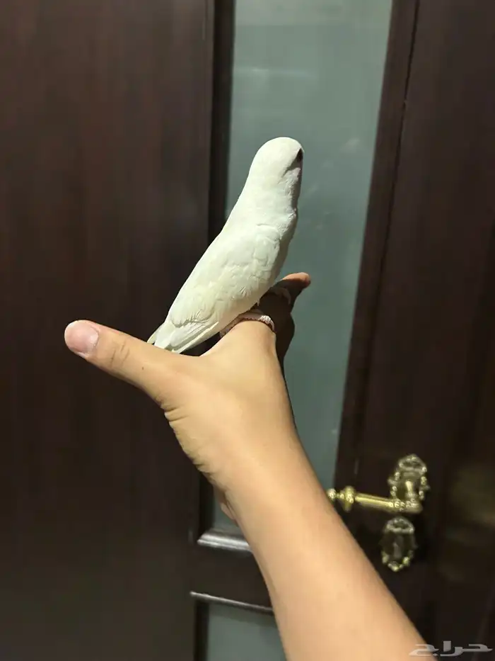 البيع روز البينو 3