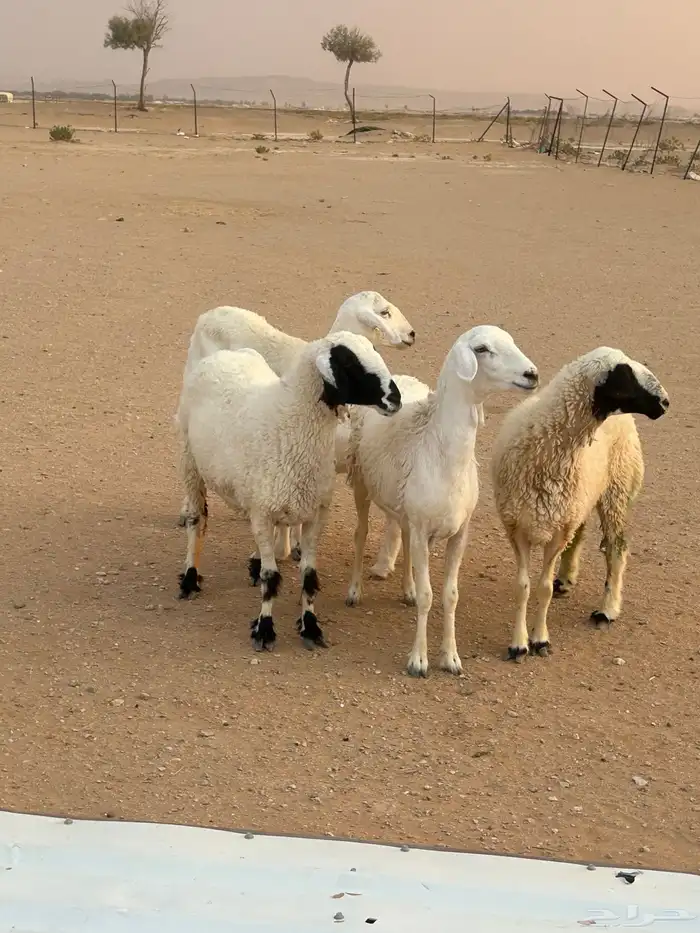 رخال دفيع كفو ووحده سديس متبع )) 0