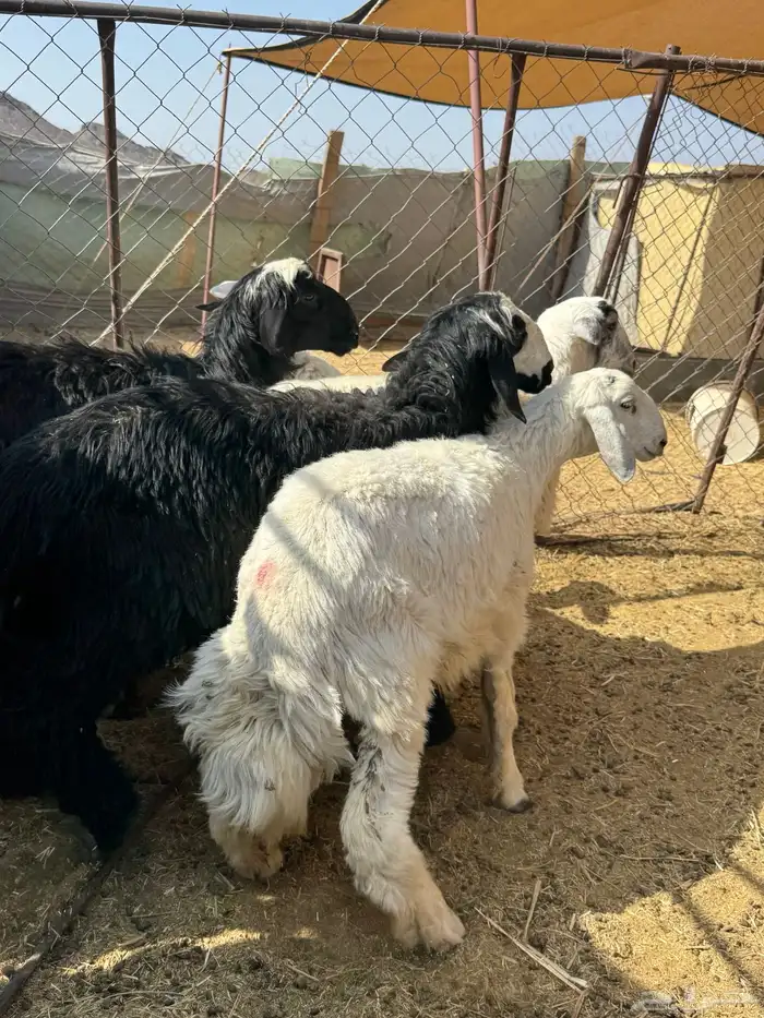 وصول ذبايح بريه حري ونجدي يوجد سلخ وتوصيل 1