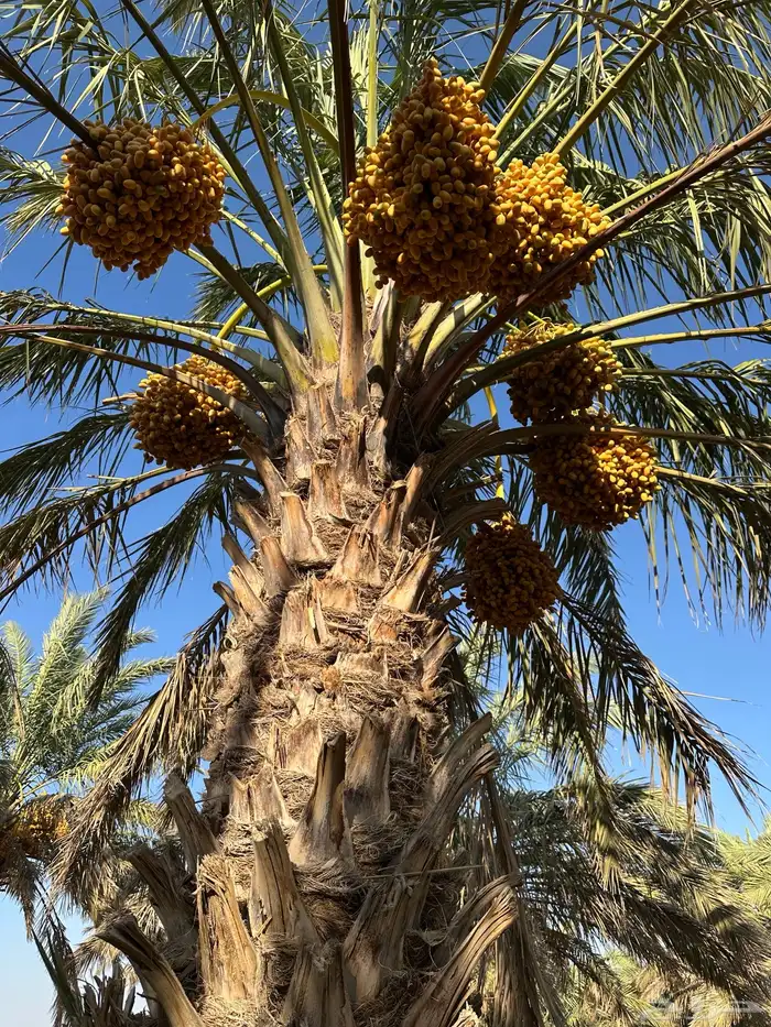 تمور بيض 1