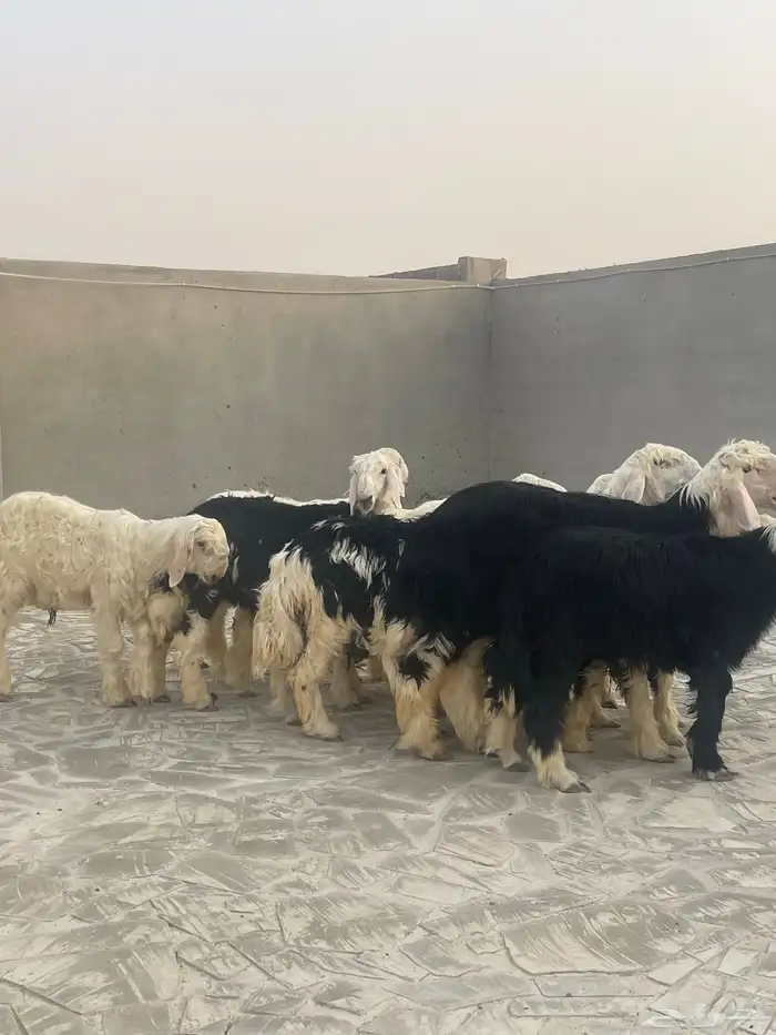 طليان نجد 2