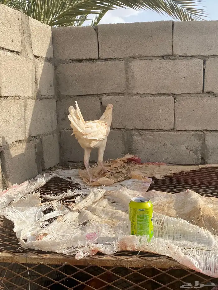 ديك باكستاني كفو صغير عمره 6شهور 6