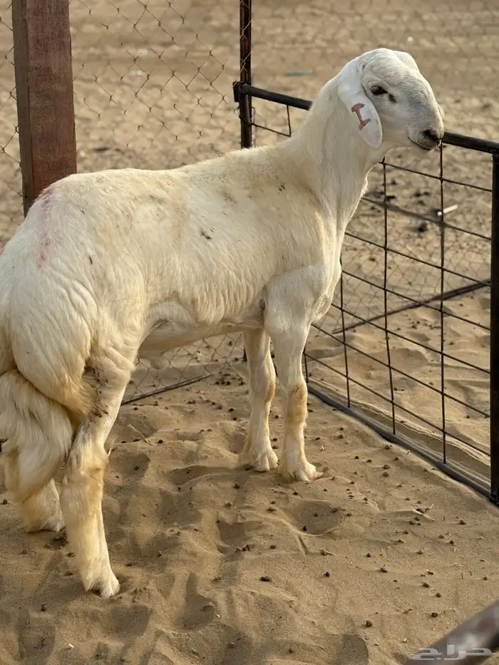 مشروع صنف الصنف 0