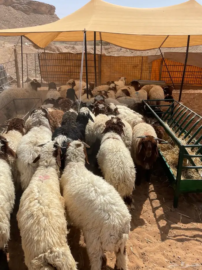 ذبايح نعيم وحري بلدي متوفر تمارا 100 تقييم 5