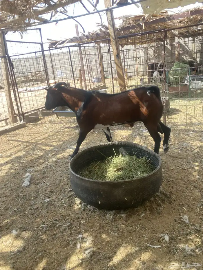تيس جنوبي مشروط 6