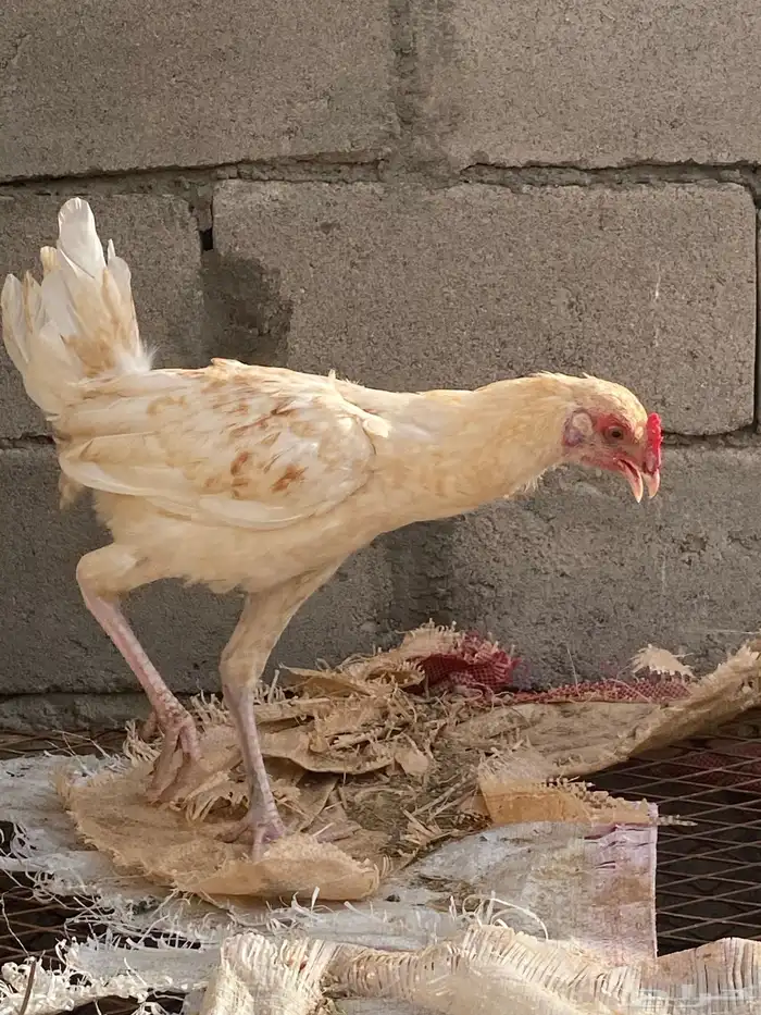 ديك باكستاني كفو صغير عمره 6شهور 0