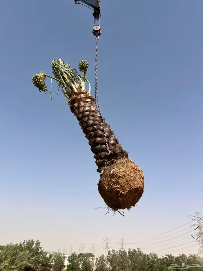نخل عربي ونخيل الزينه واشنطني جميع الانواع والمقاسات 5