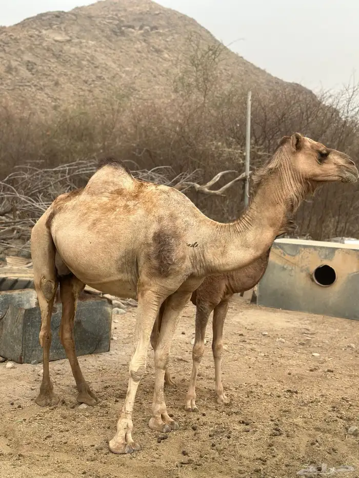 ناقه خلفه للبيع 4